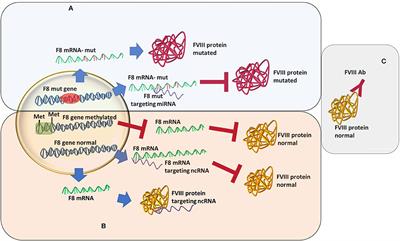 Frontiers | The Possible Non-Mutational Causes Of FVIII Deficiency: Non ...